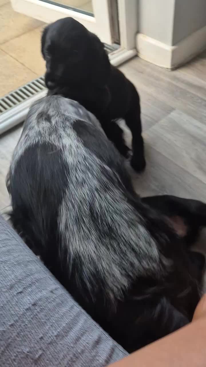Sprocker dogs for sale: Working Sprocker Spaniels  - Video 1