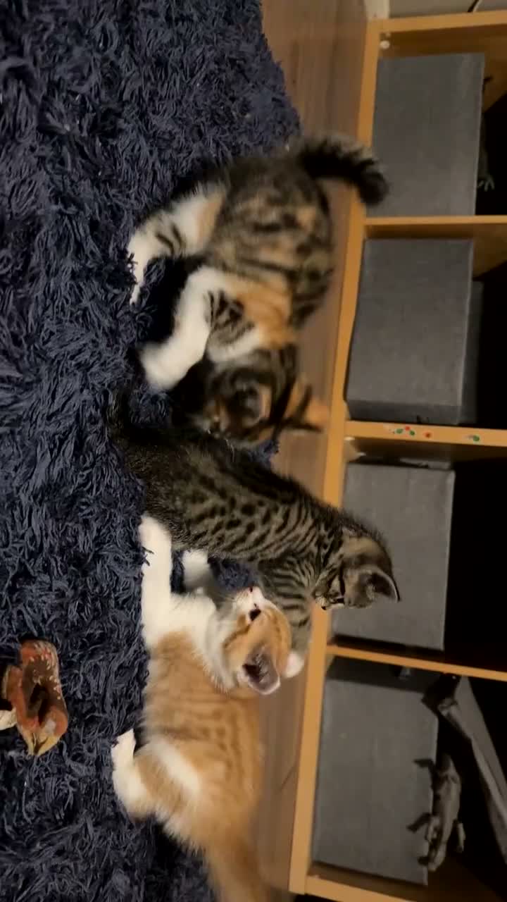 British Shorthair cats for sale: 3 gorgeous kittens soon to be ready for new homes - Video 1