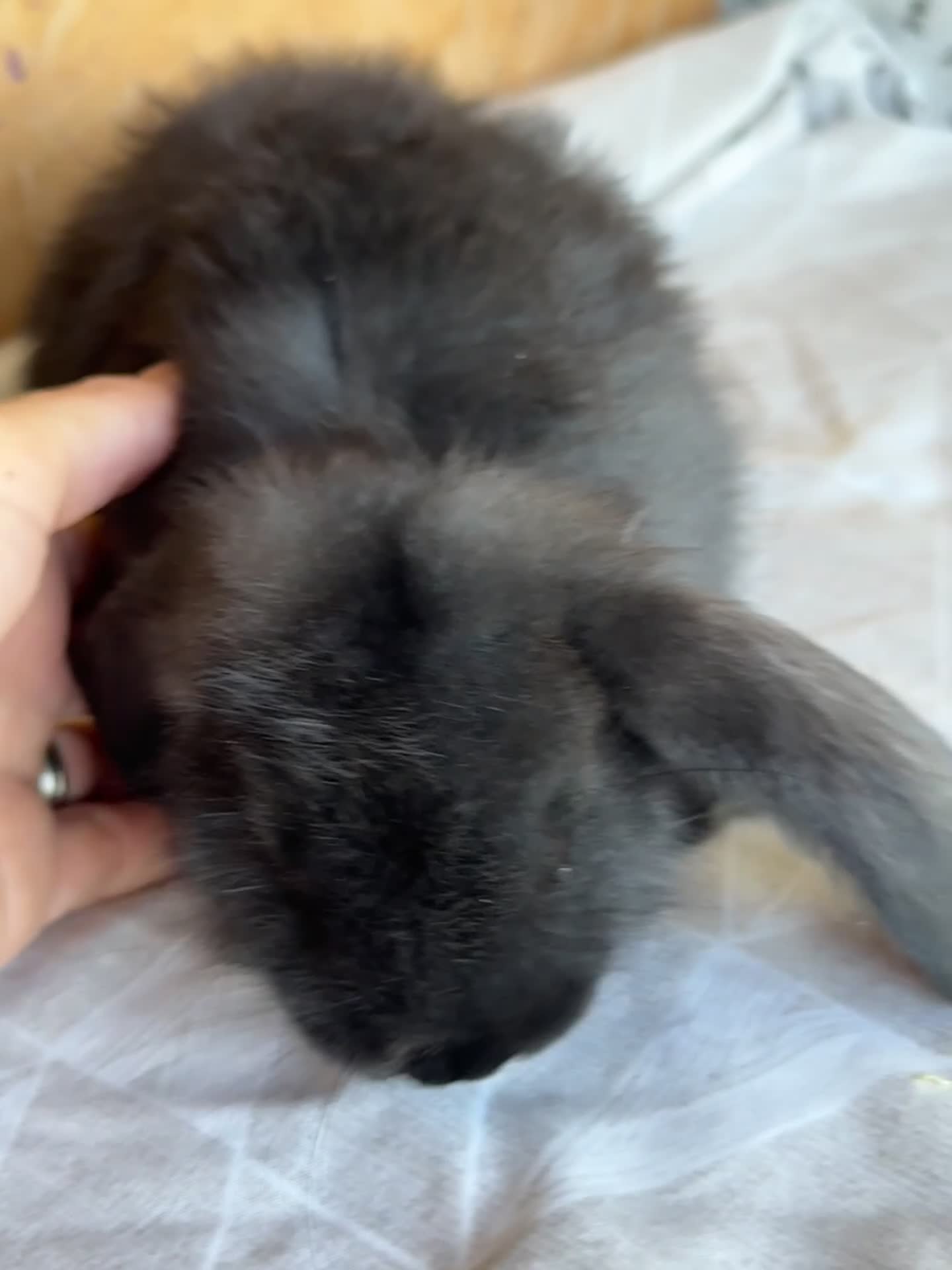 French Lop rabbits for sale: French lop babies  - Video 3