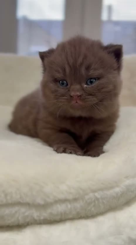 British Shorthair cats for sale: Cinnamon BSH Kittens – 3 Boys  - Video 4