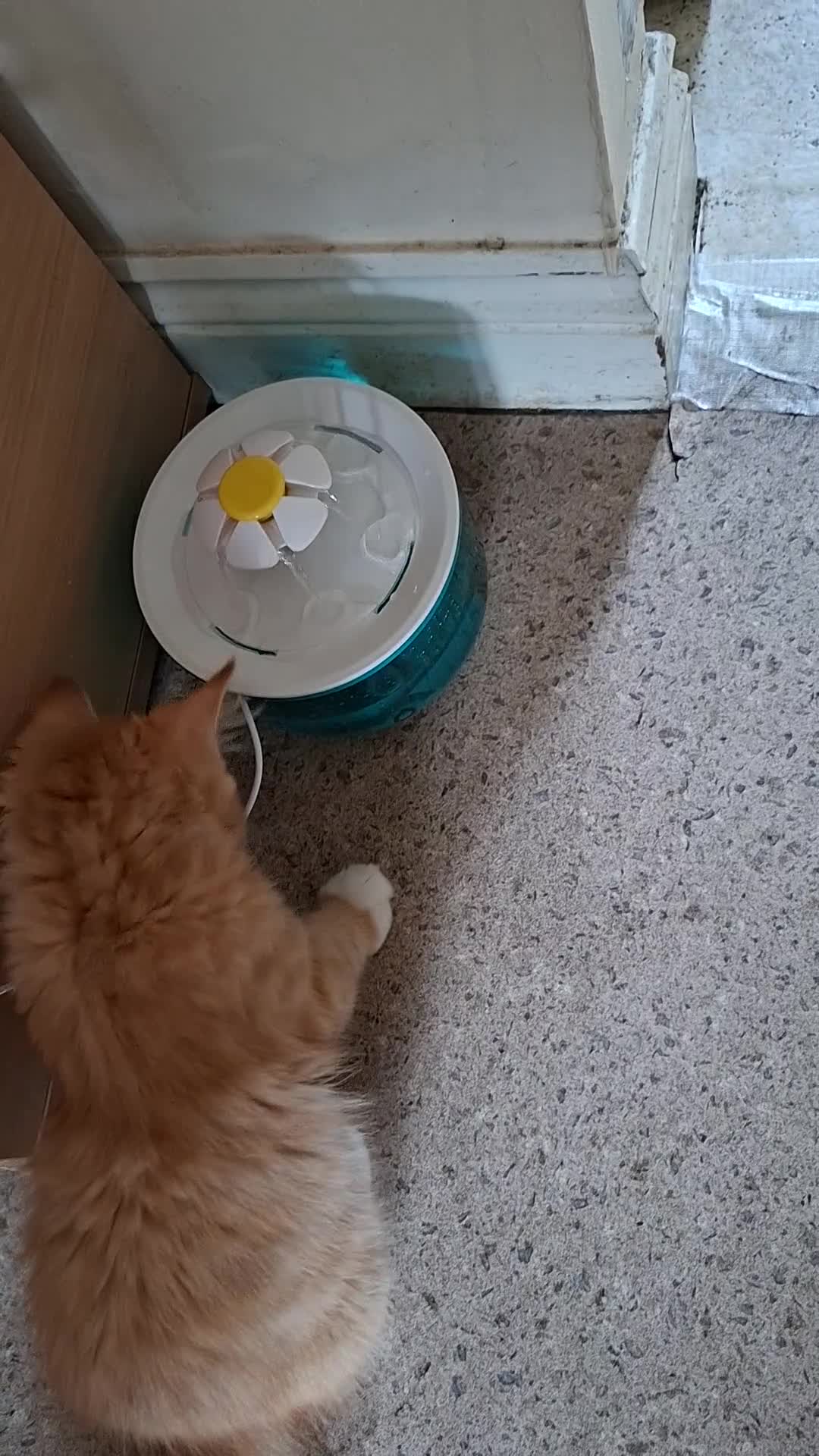 Bombay cats for sale: Two kittens, ginger(male) and black ( female) - Video 1