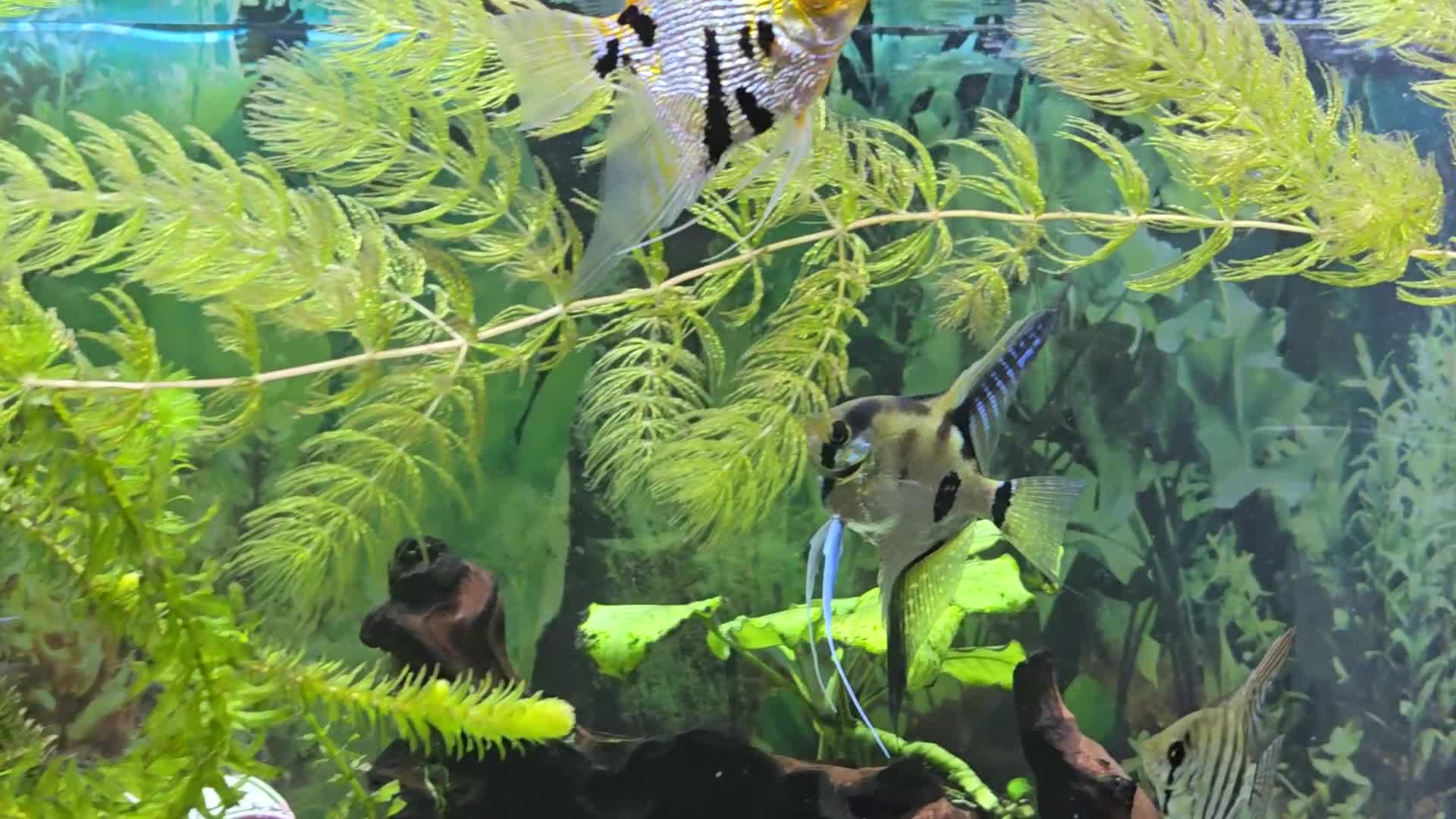 Angelfish fish for sale: All fish 100£ - Video 1