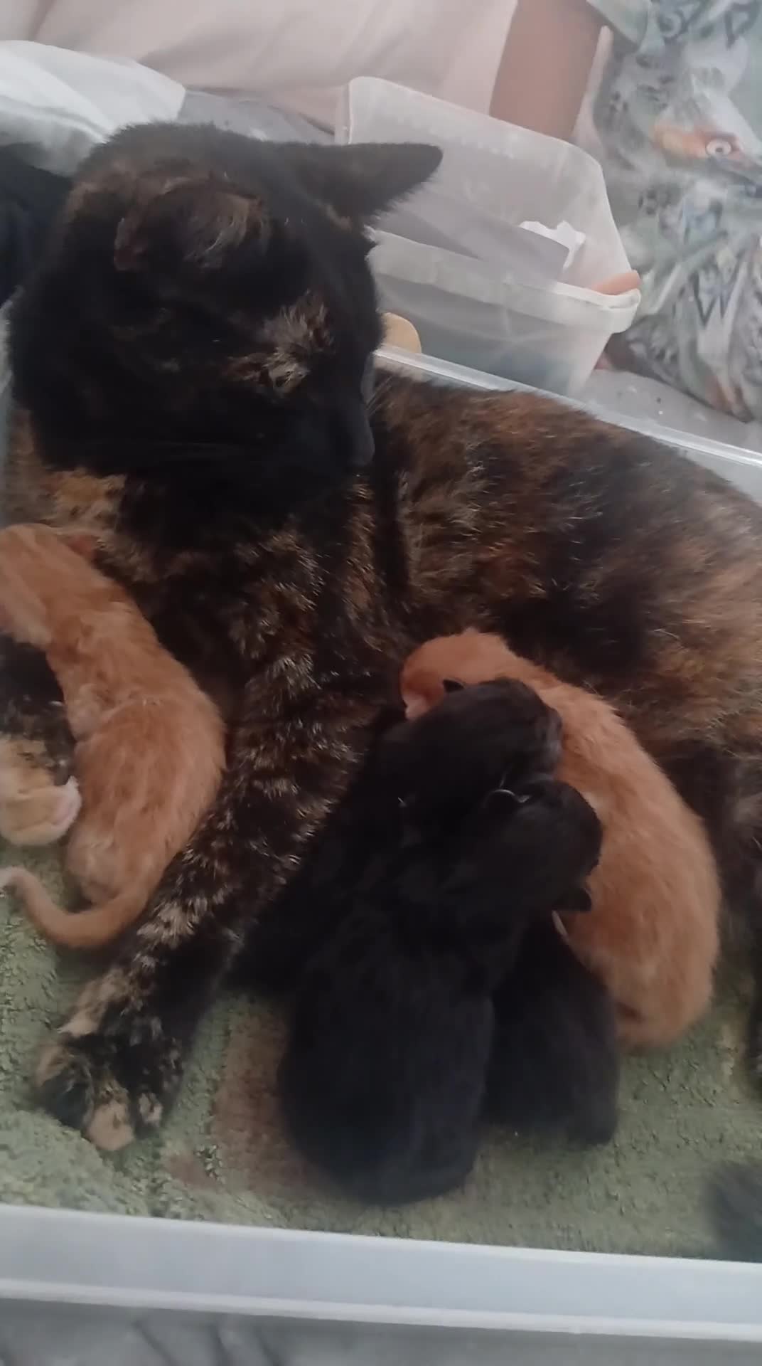 Mixed Breed cats for sale: Six beautiful kittens for sale. - Video 1