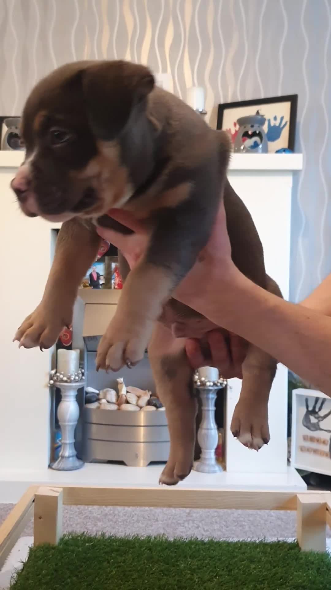 American Bully dogs for sale: ABKC American bully (pockets)  in Ballymena - Video 3