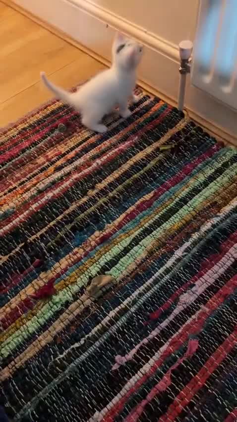 Mixed Breed cats for sale: Beautiful white kittens - Video 3