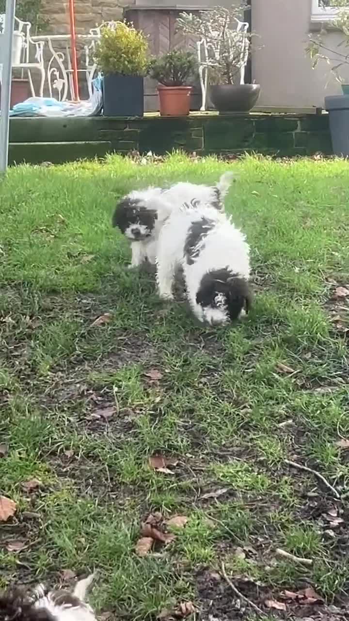 Lagotto Romagnolo dogs for sale: Handsome boy  - Video 1