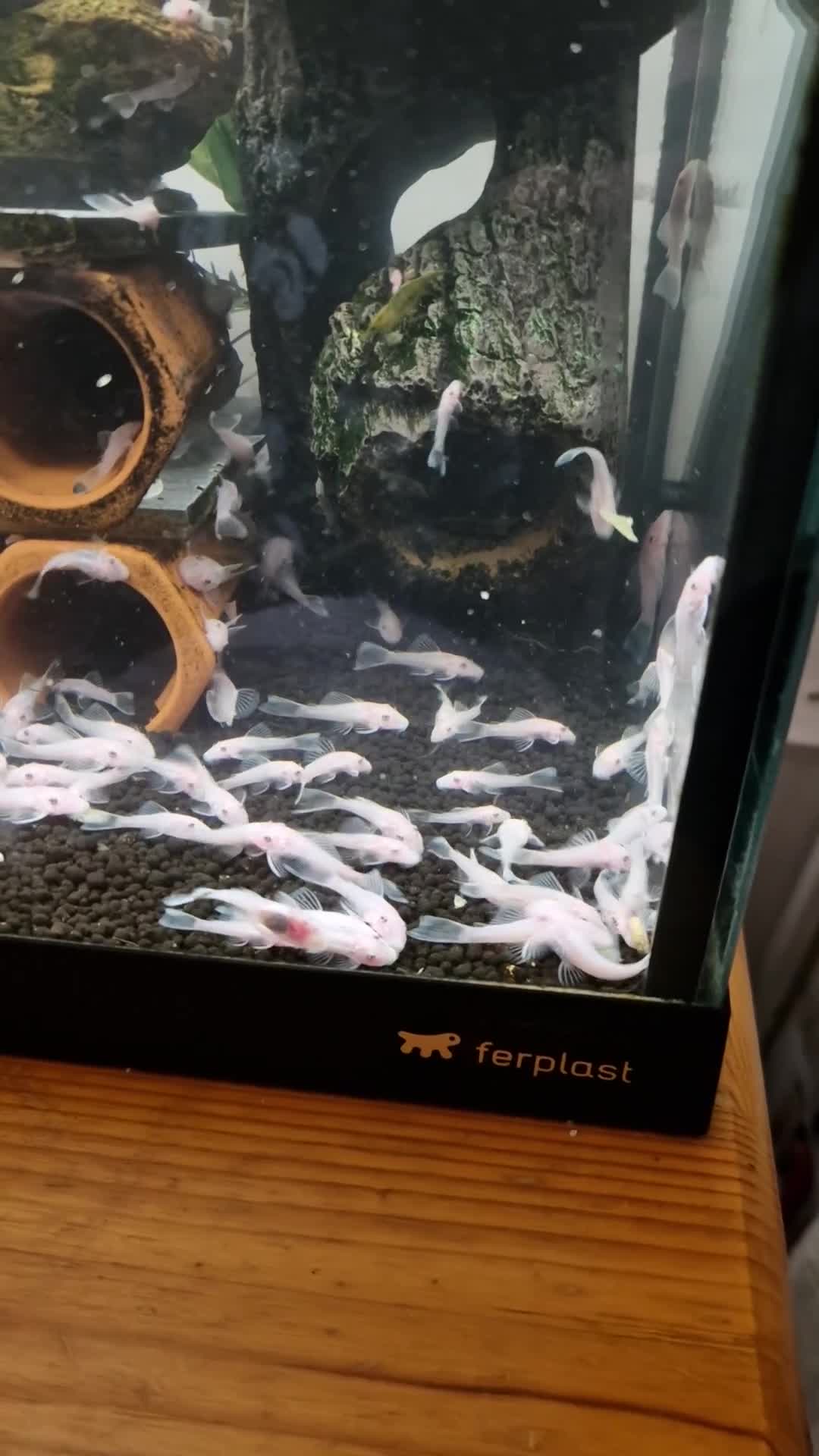 Plecos fish for sale: Snow white bristlenose pleco  - Video 1
