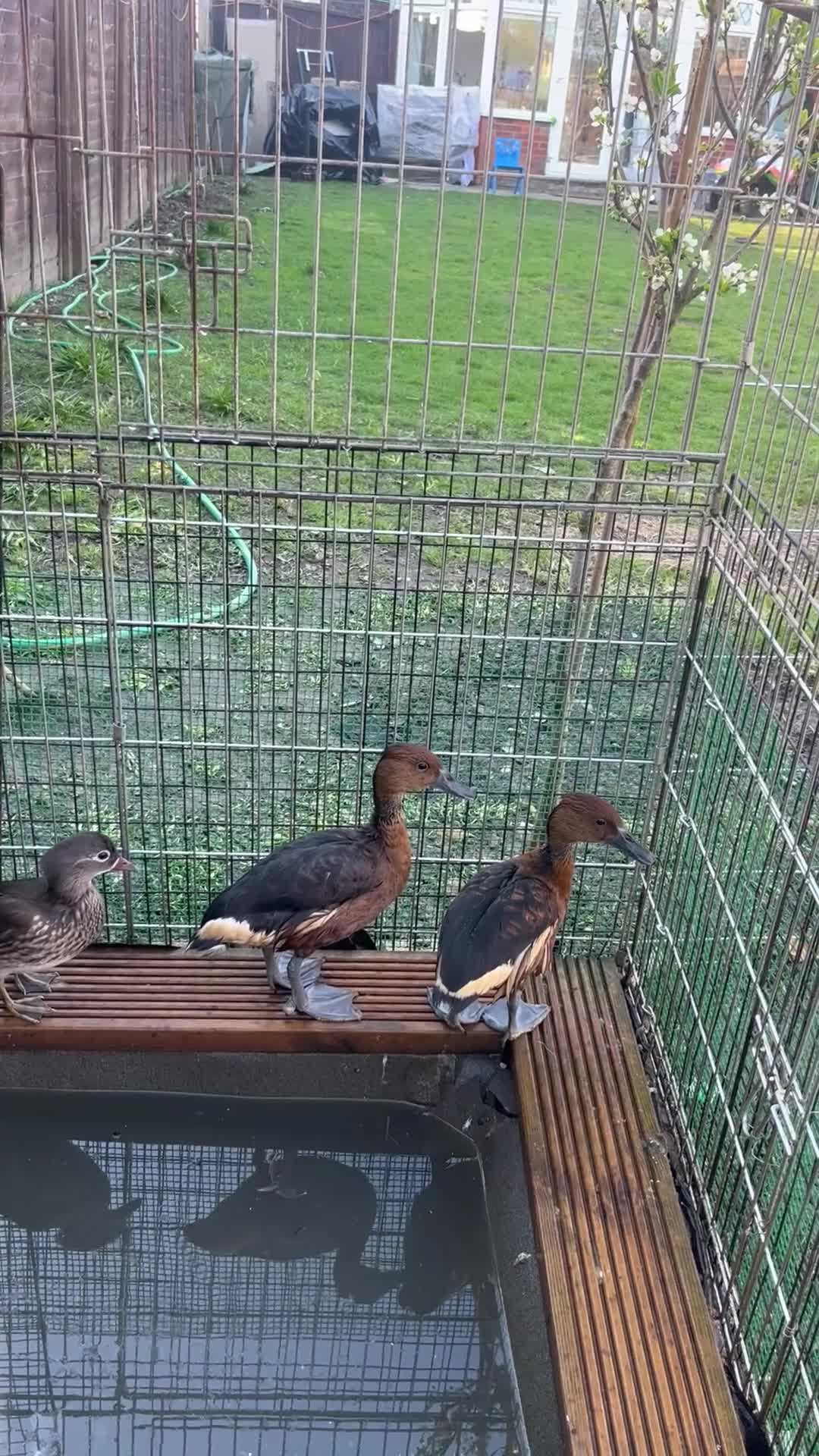 Ducks poultry for sale: Fulvous whistling duck  - Video 2