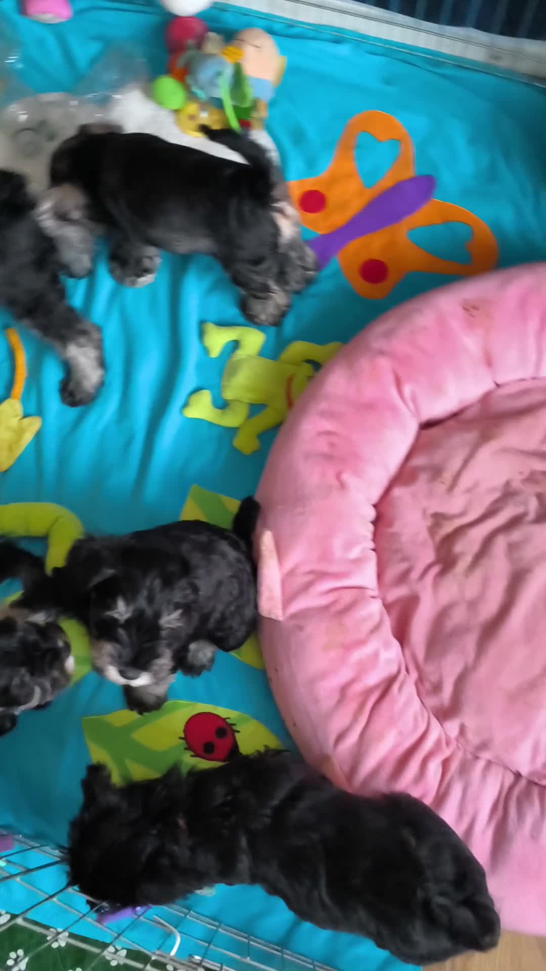 Miniature Schnauzer dogs for sale: Charming Mini Schnauzers with KC registration - Video 3
