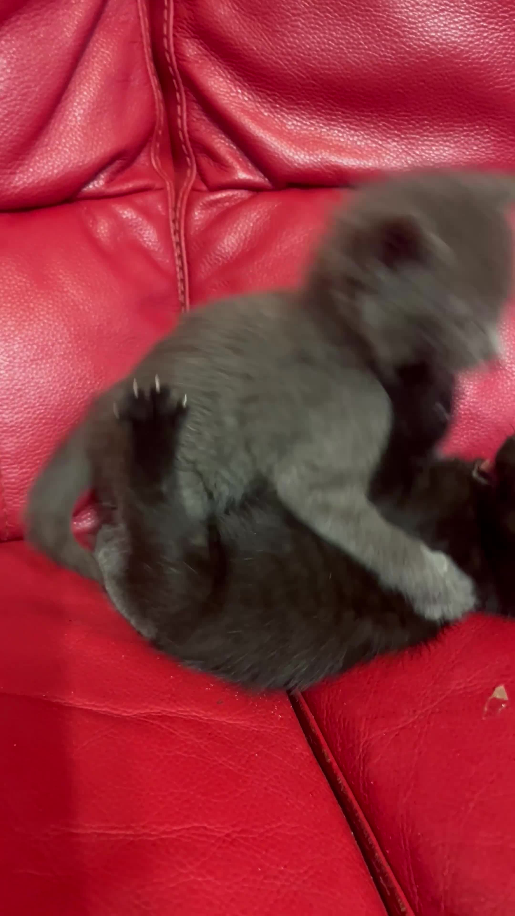 British Shorthair cats for sale: Little and cute kittens ready to go to new home - Video 1