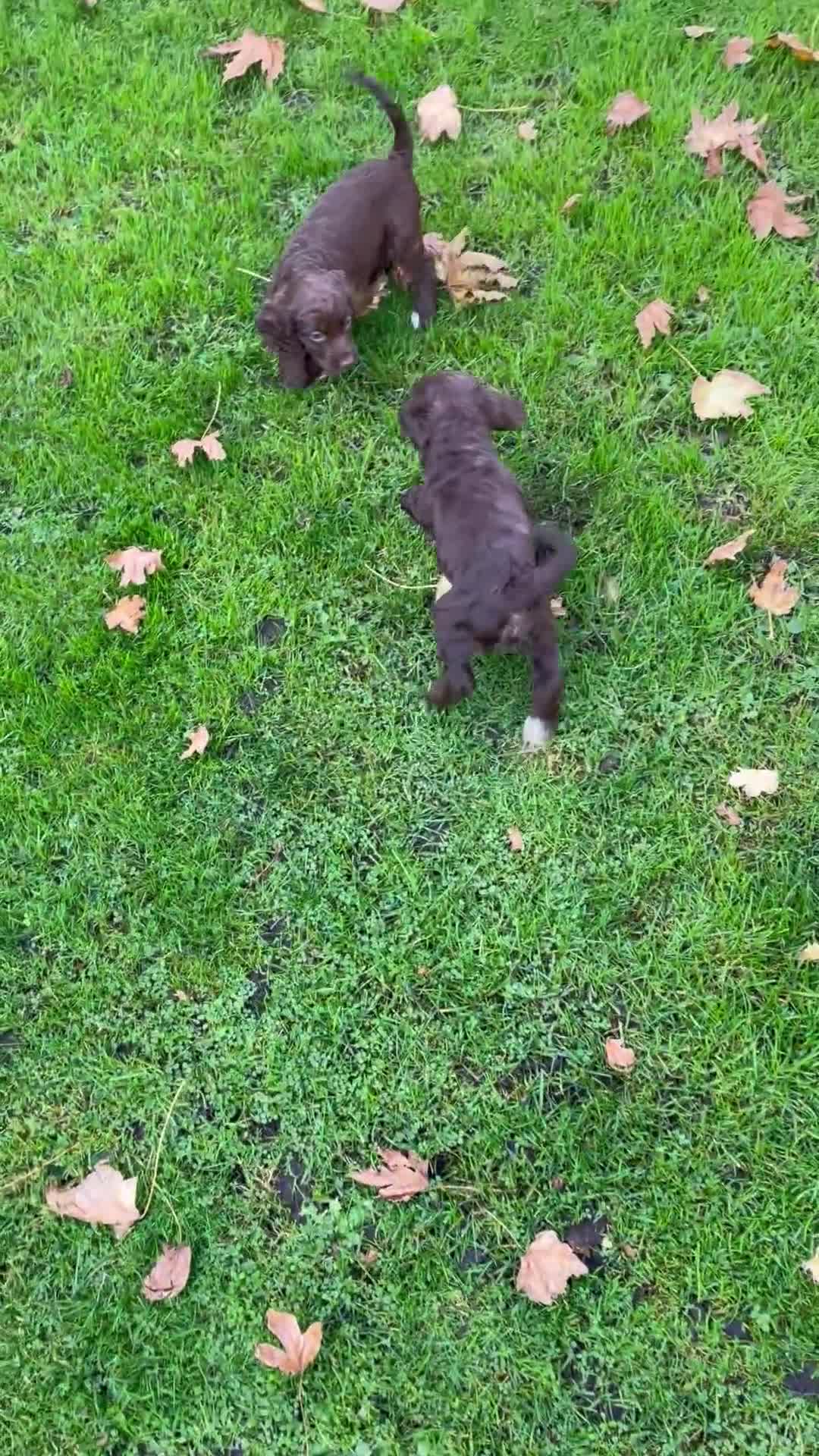 Cocker Spaniel dogs for sale: Adorable working cocker spaniel puppies  - Video 1