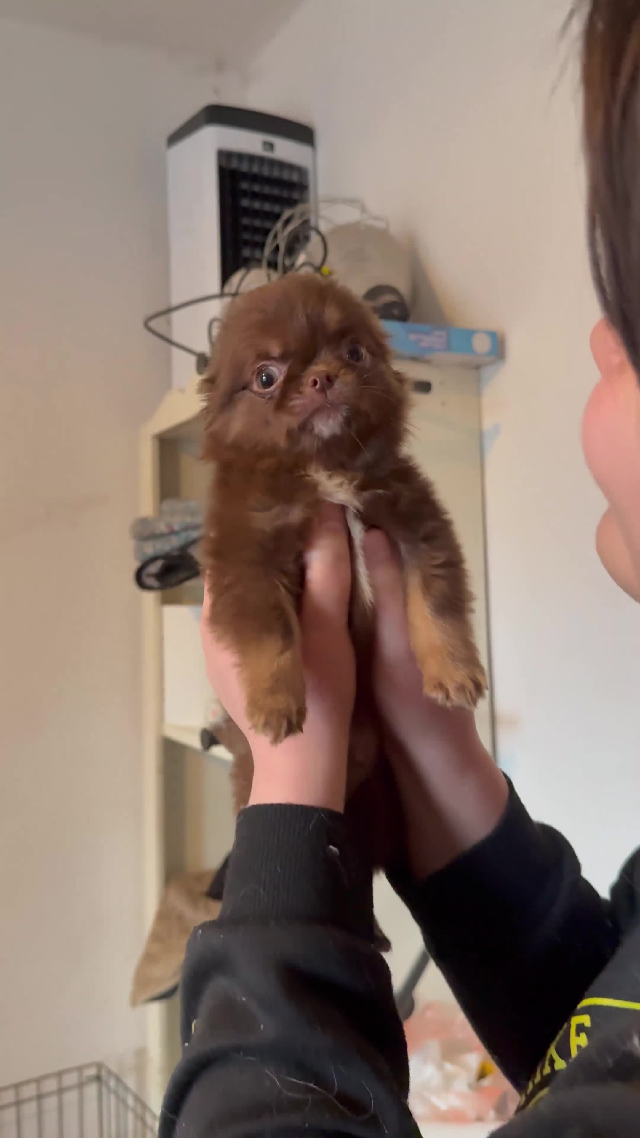 Chihuahua dogs for sale: Stunning long coated chihuahua brothers  - Video 2