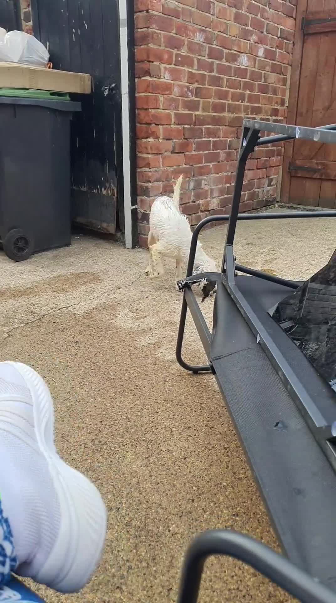 Cocker Spaniel dogs for sale: COCKER Spaniel Miikka in Peterlee - Video 3