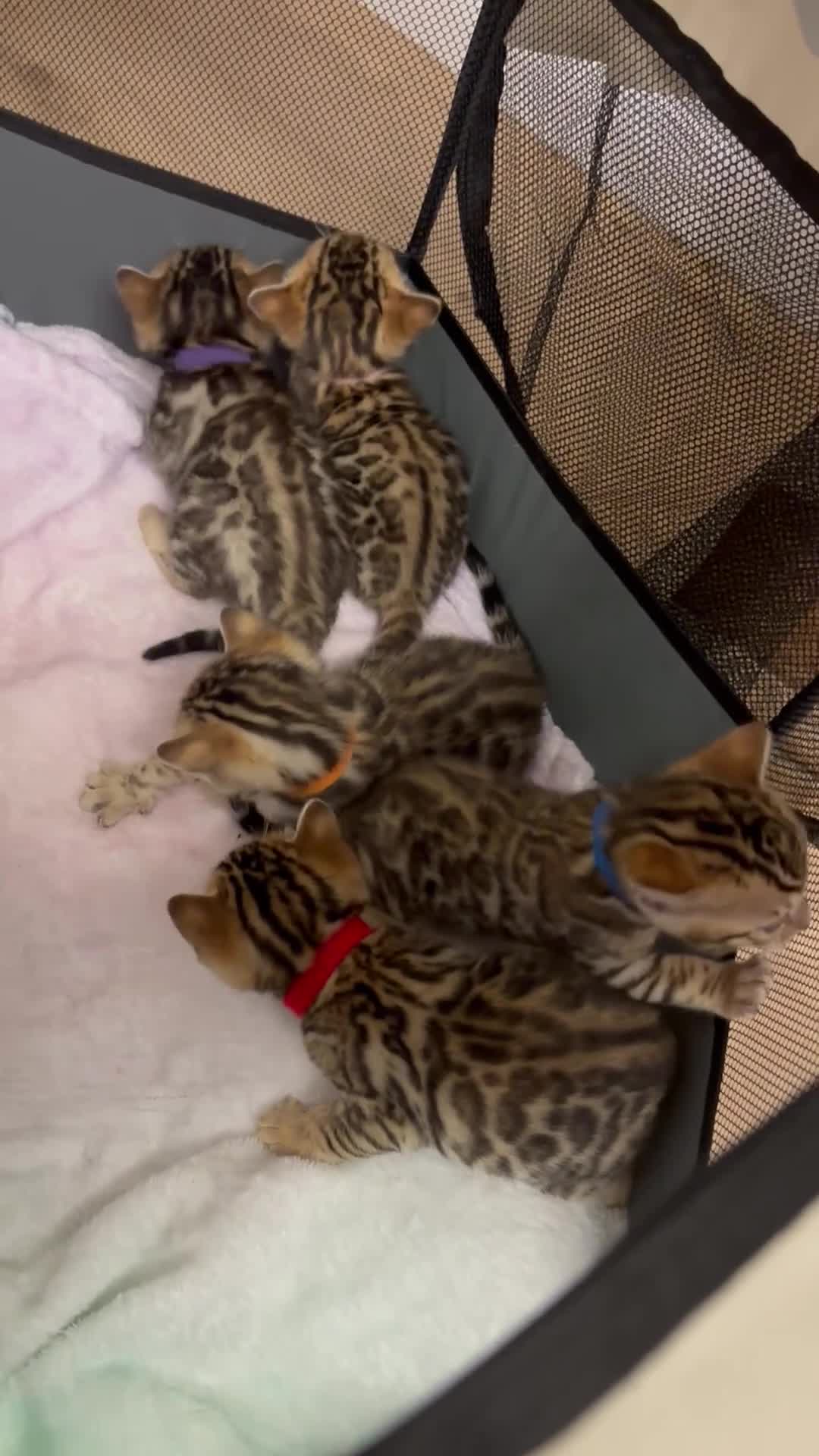 Bengal cats for sale: 🎬 Little Leopard Diaries | TICA Bengal Kittens 🌟 - Video 3