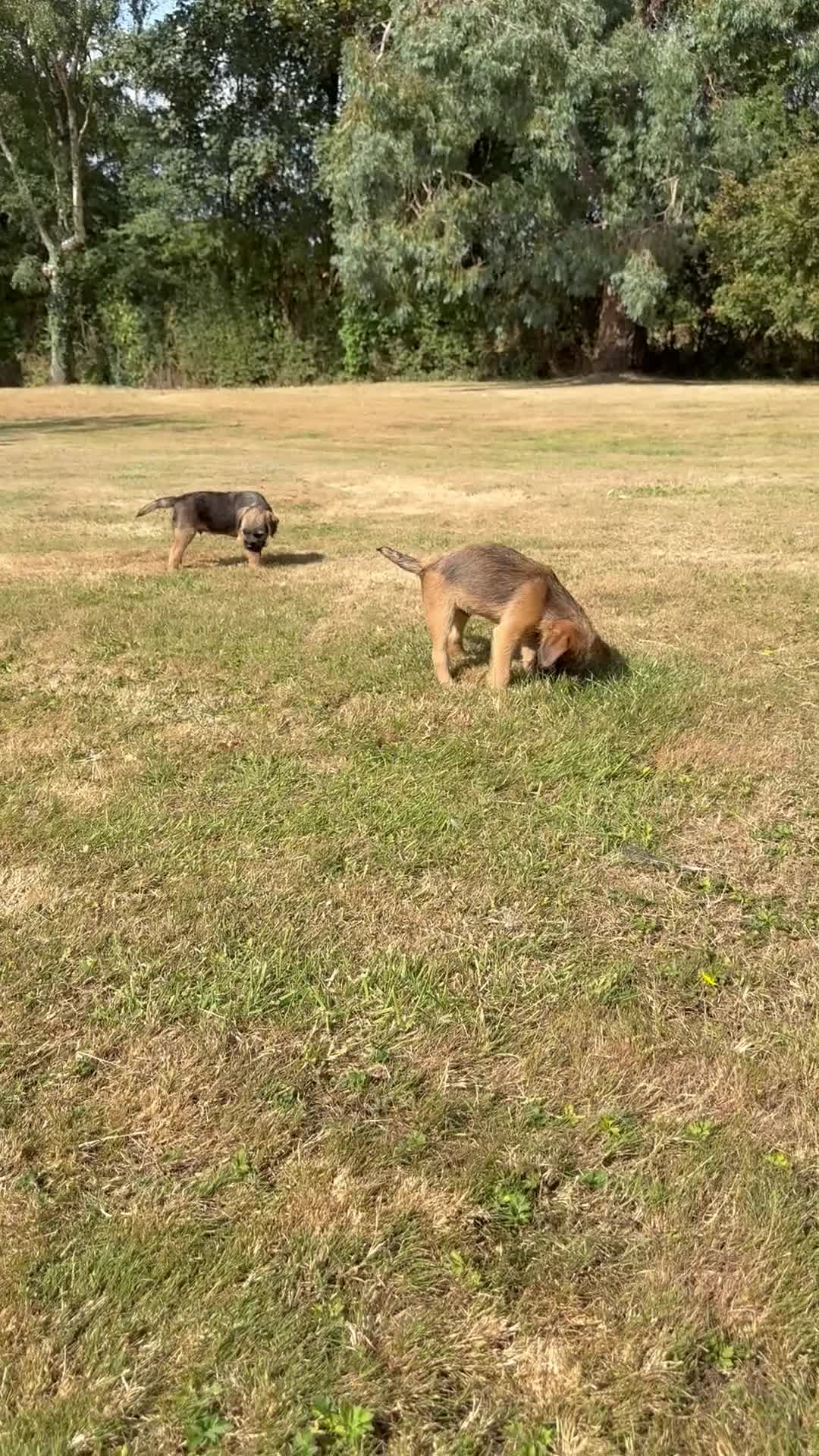 Border Terrier dogs for sale: KC Border Terriers  in Doncaster - Video 2