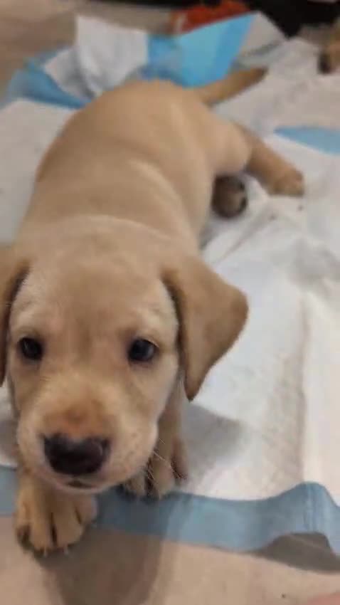 Labrador Retriever dogs for sale: Gorgeous Labrador puppies - Video 3