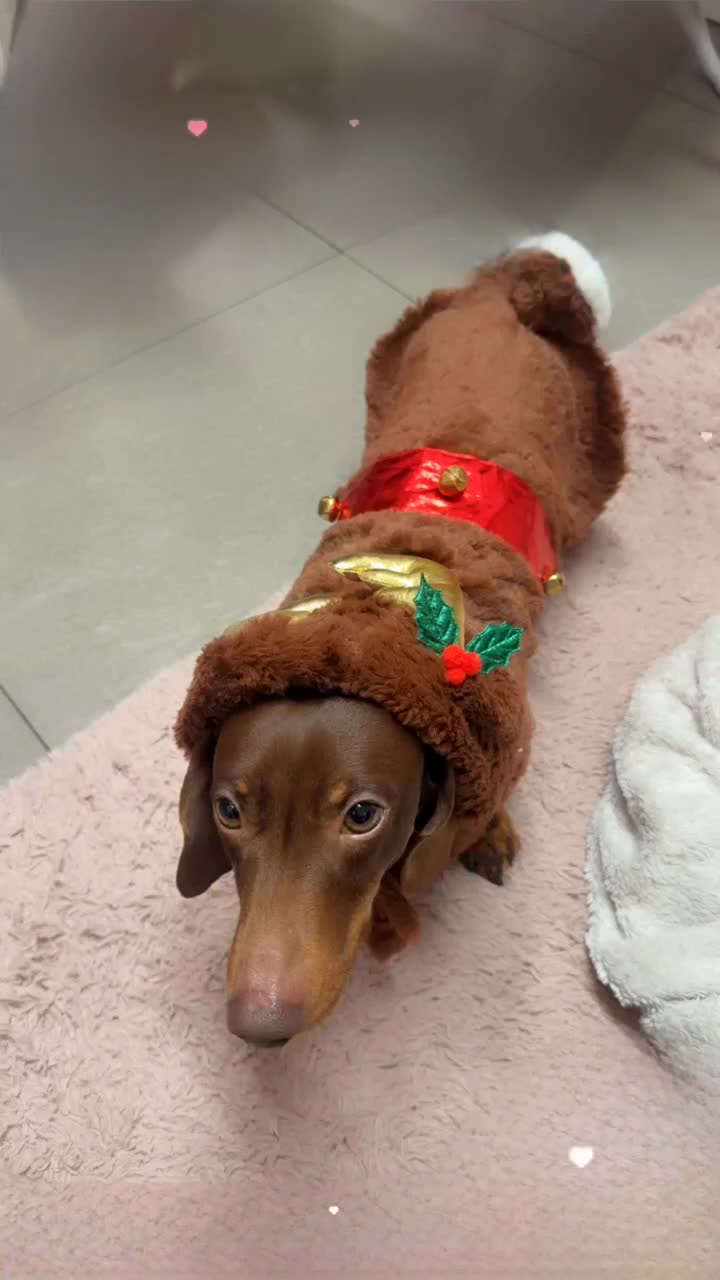 Miniature Dachshund dogs for sale: Miniature Dachshund  - Video 2