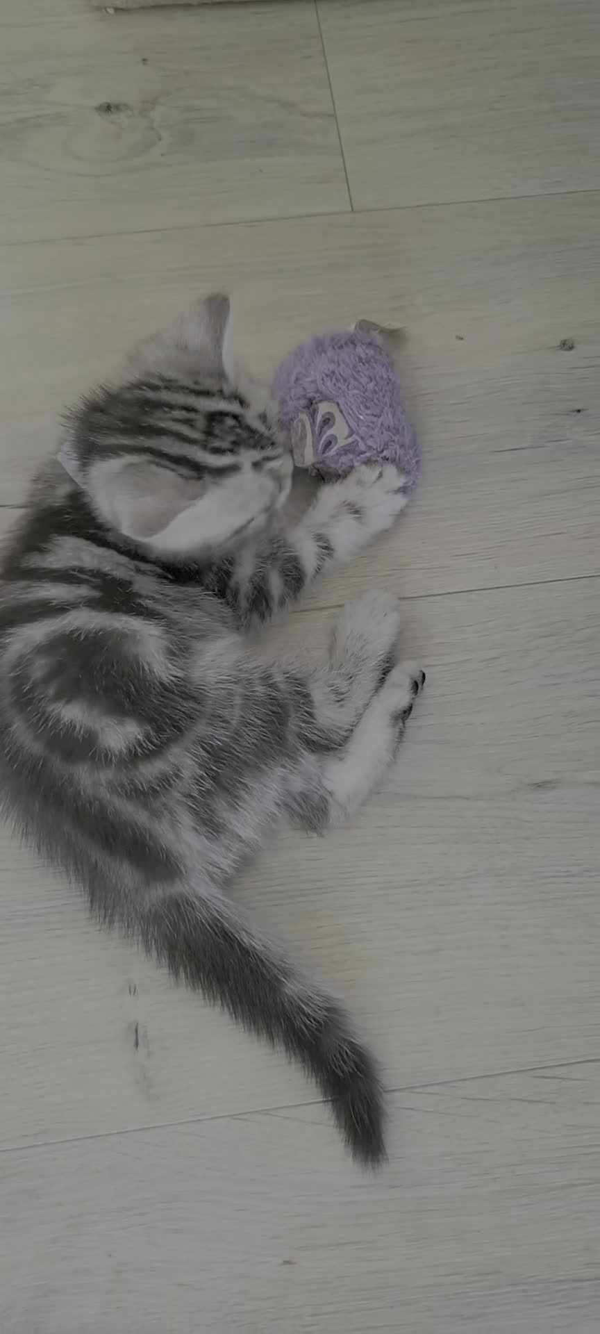 British Shorthair cats for sale: Ready to collect Silver Tabby kittens  in Rochester - Video 4