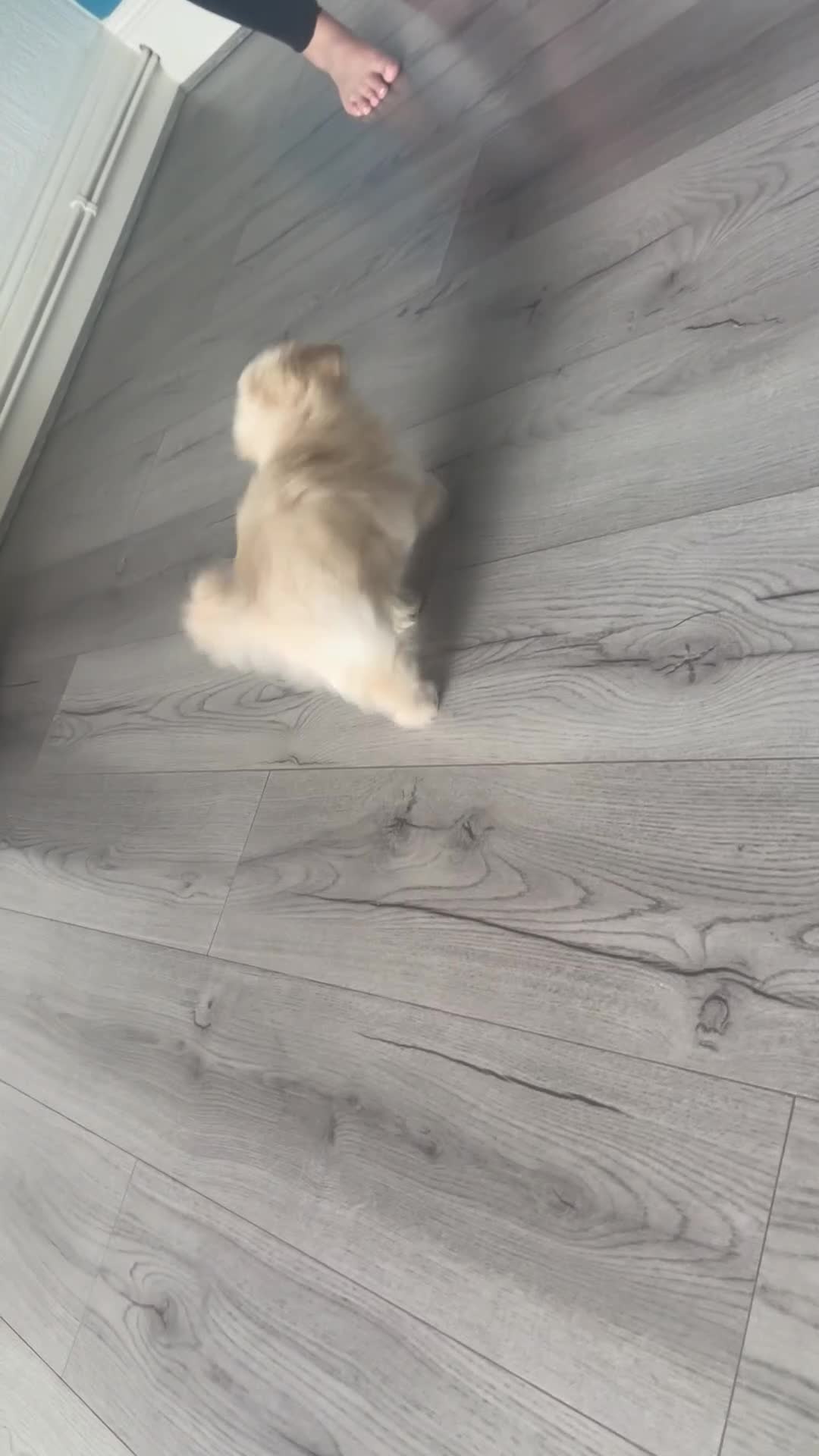 Maltipoo dogs for sale: Toy Maltipoos  - Video 1