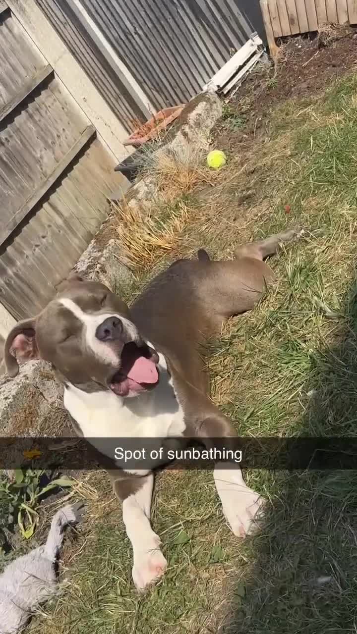 Mixed Breed dogs for sale: American bulldog x staffy  - Video 1