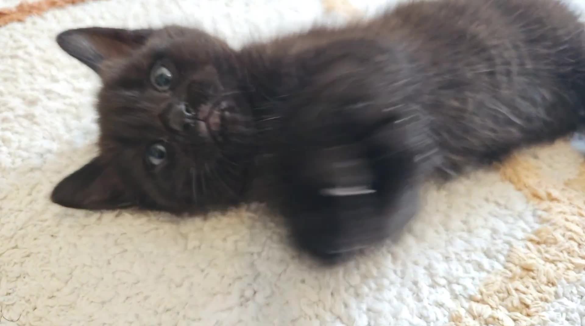 Mixed Breed cats for sale: Cute black kitten - Video 1
