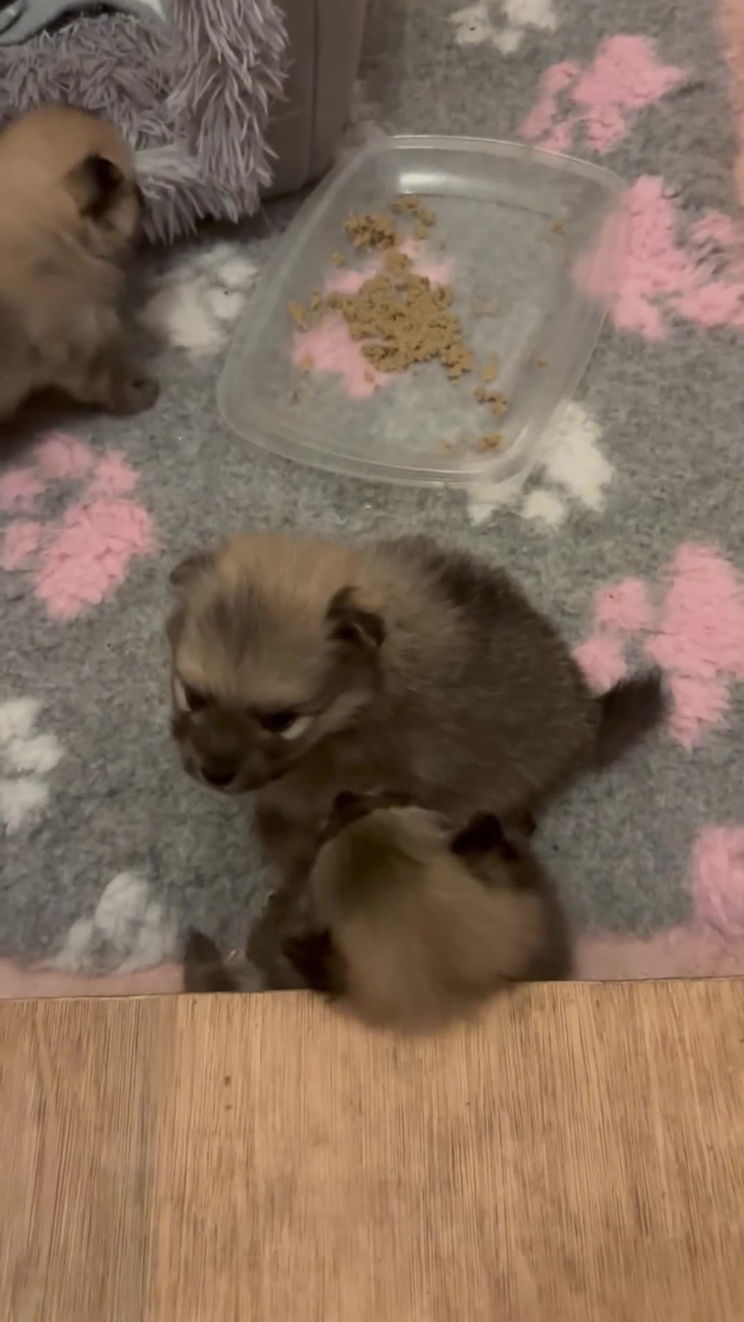 Pomeranian dogs for sale: Pomeranian puppy’s for sale - Video 2