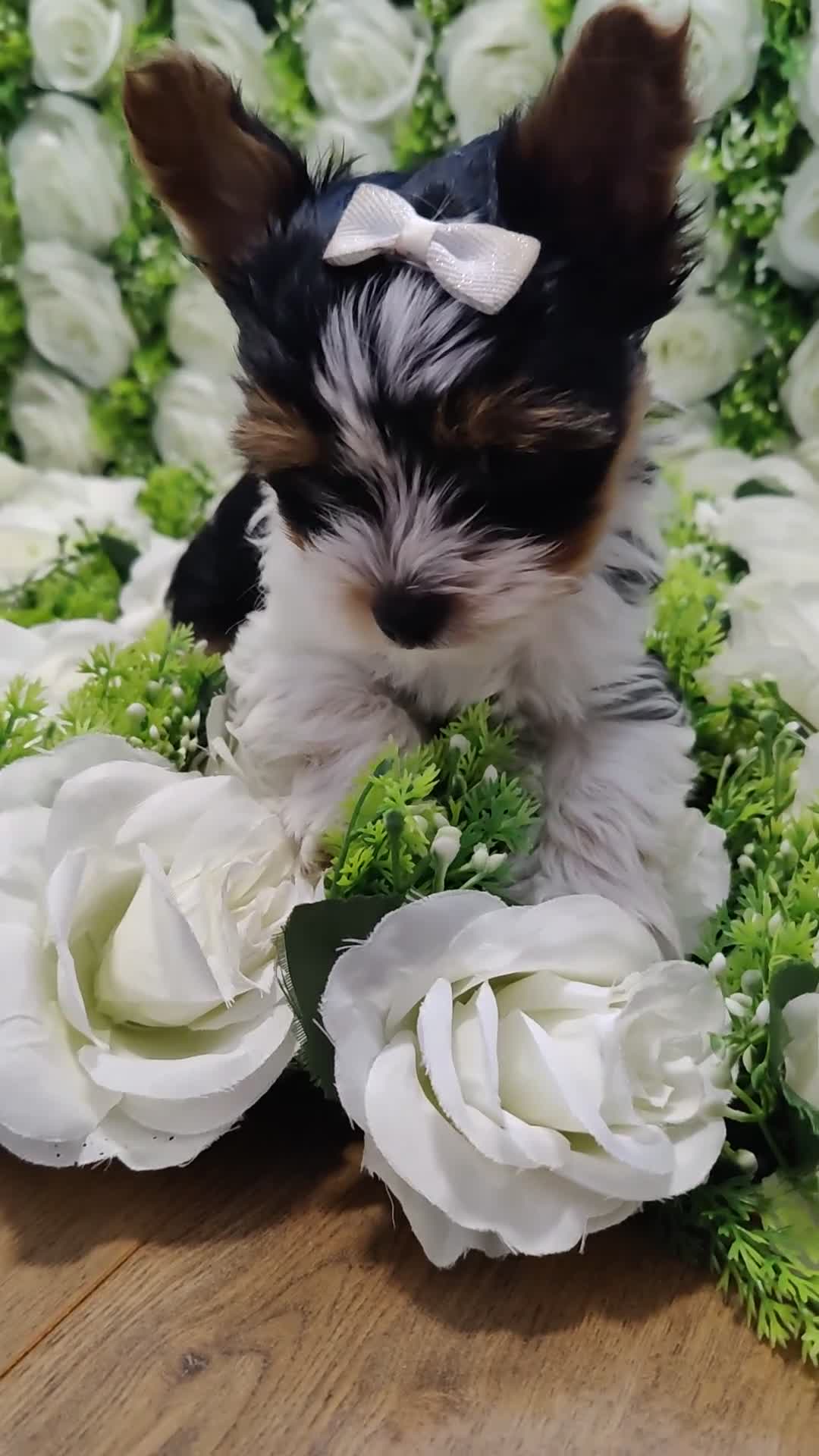 Yorkshire Terrier dogs for sale: Outstanding puppies ready for collection  - Video 3
