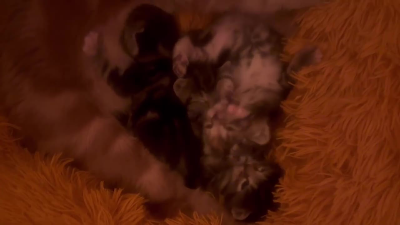 Mixed Breed cats for sale: READY NOW! Beautiful BSH x Ragdoll kittens - Video 2