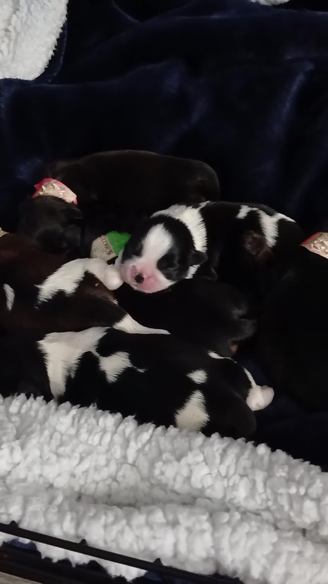 Shih Tzu dogs for sale: 6 Beautiful Shih Tzu Puppies - Video 1