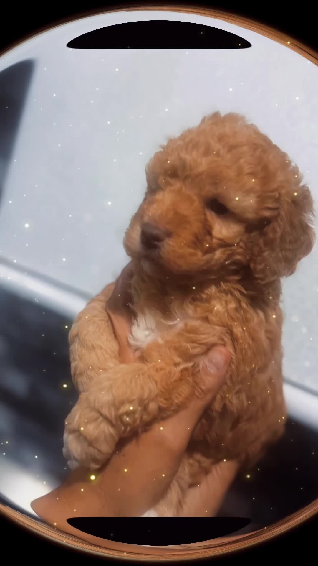 Cavapoo dogs for sale: x4 cockapoos puppies - Video 2