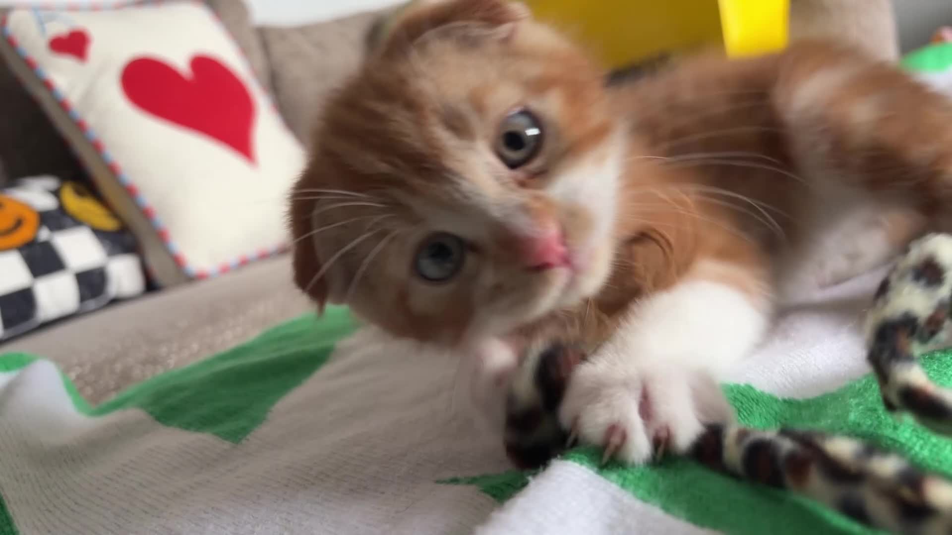 Scottish Fold cats for sale: 2 Scottish Fold Kittens - Video 1