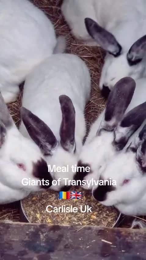 Continental Giant rabbits for sale: Majical pure breeds (Premium) - Video 1