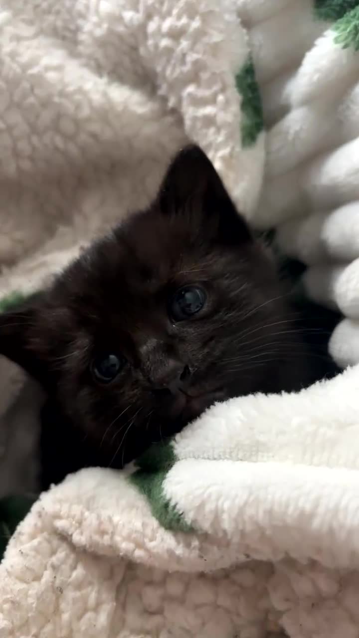 British Shorthair cats for sale: Female black kitten  - Video 1