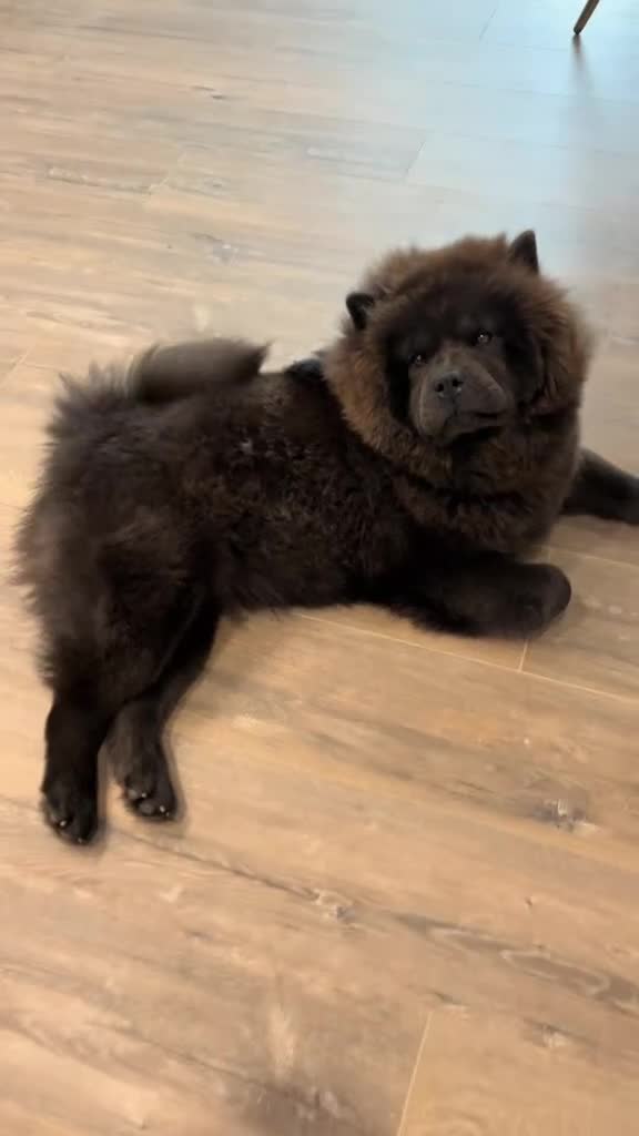 Chow Chow dogs for sale: Sweet Chow Chow – Experienced Owner Only - Video 1