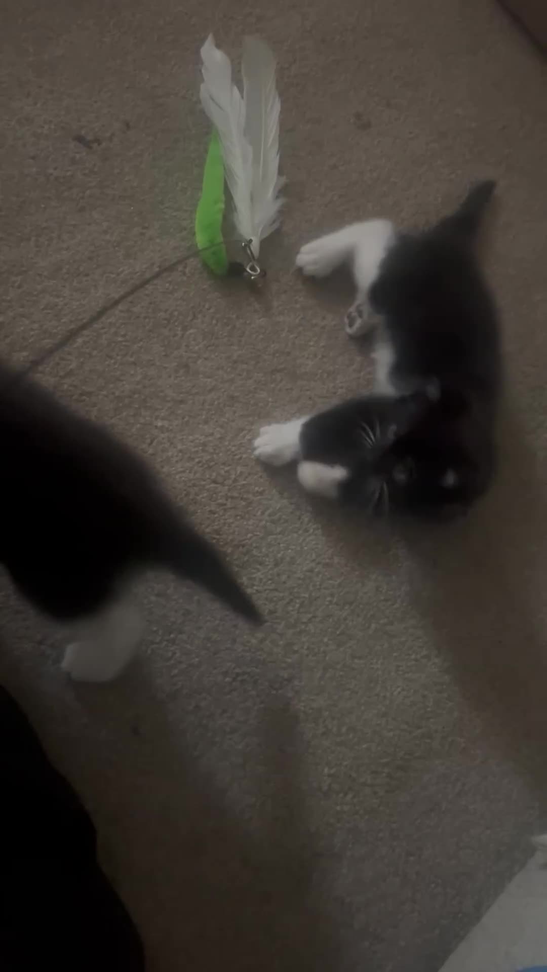 Mixed Breed cats for sale: Kittens  - Video 1