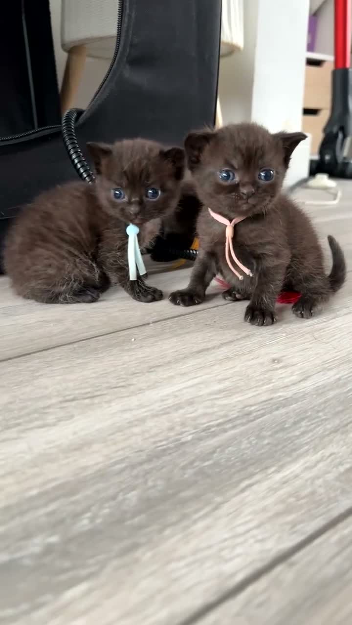 British Shorthair cats for sale: Chocolate British Short Hair Kittens - Video 1