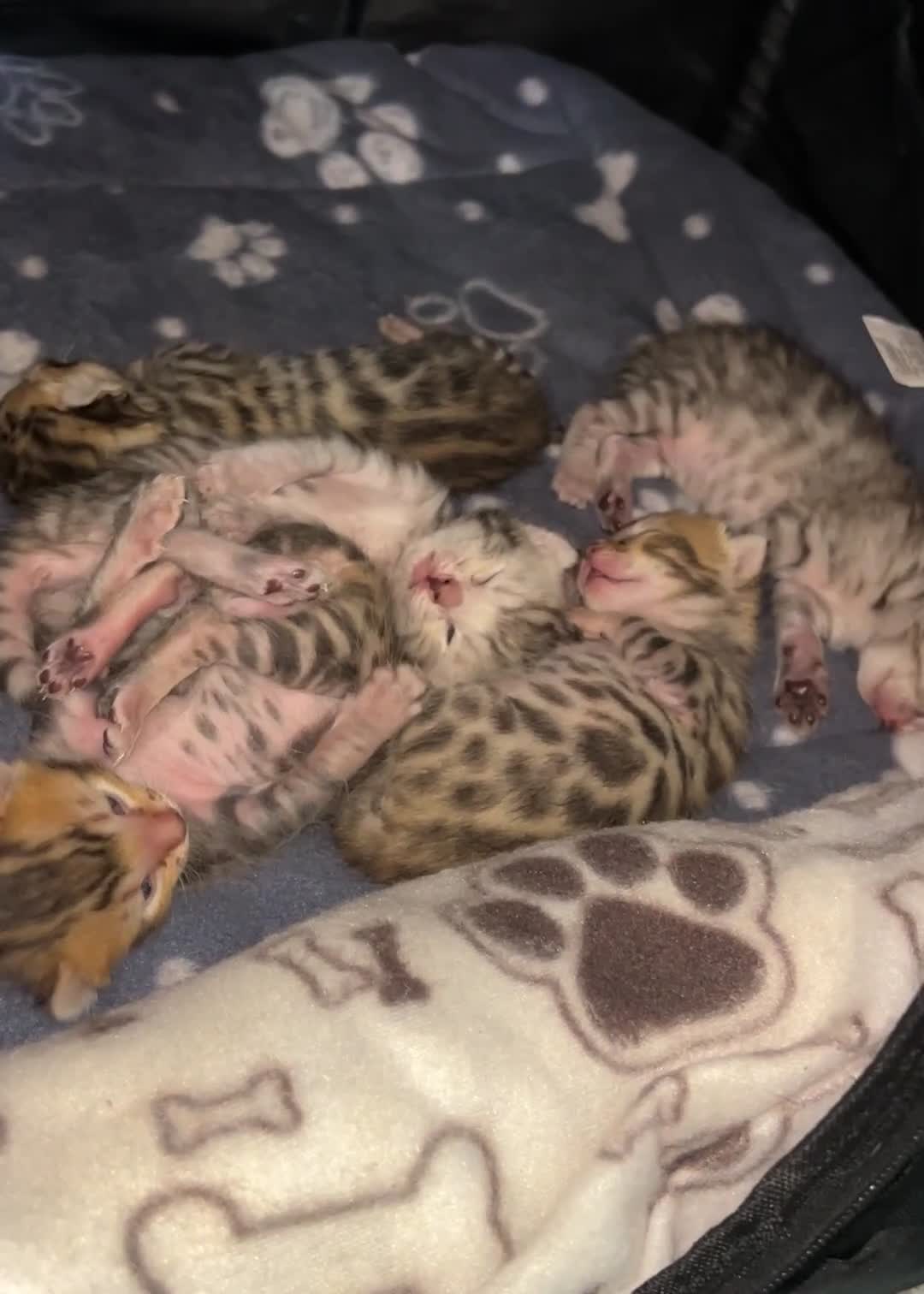 Bengal cats for sale: Bengal kittens - Video 1