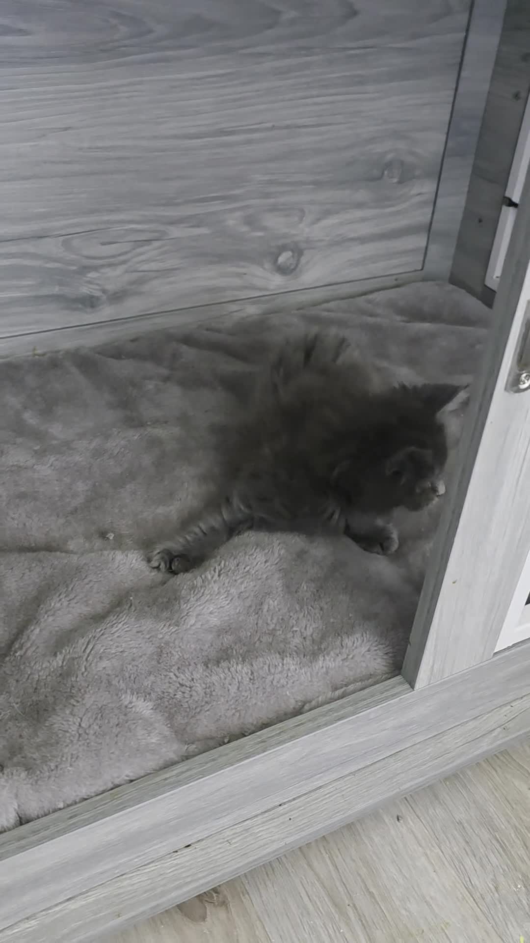 Maine Coon cats for sale: TICA REGISTERED STUNNING MAINE COON KITTENS  in Blackpool - Video 4