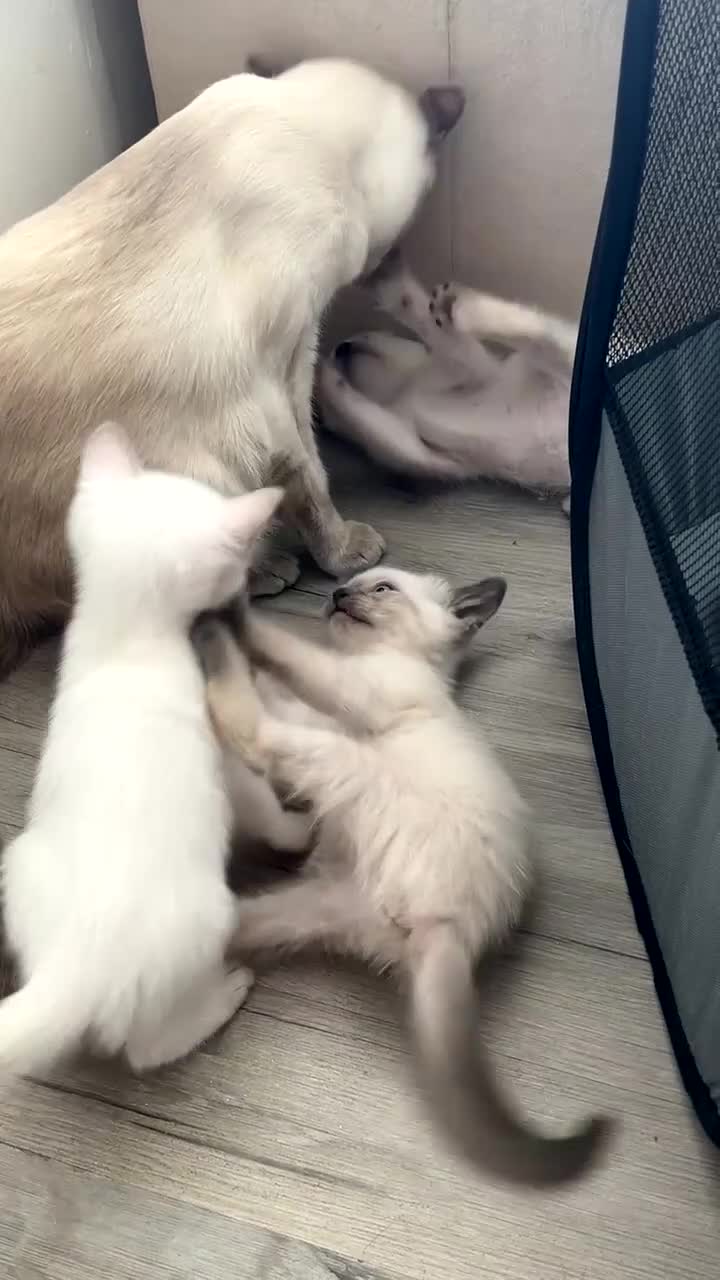 Siamese cats for sale: 2x Beautiful Pedigree Siamese Female Kittens - Video 3