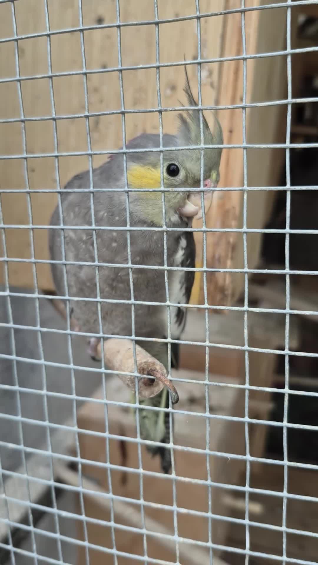Cockatiels birds for sale: Baby Cockatiel in Stroud - Video 1