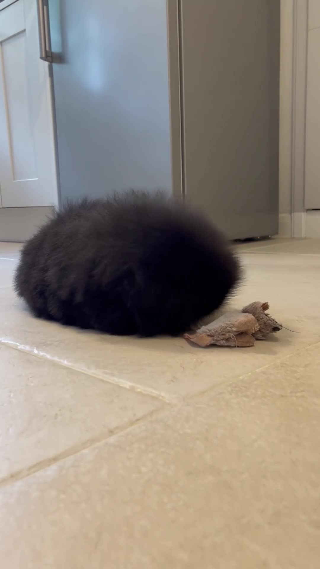 Pekingese dogs for sale: 💙Stunning Black KC registered Pekingese Puppy💙 - Video 1