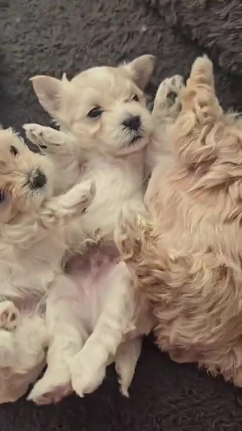 Maltipoo dogs for sale: F1🎀Maltipoo 🎀Luxury rare🎀 KC parents - Video 1