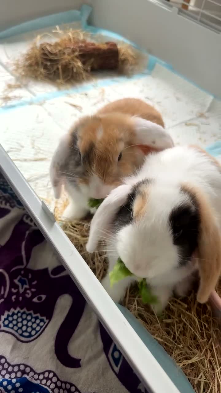 Mini Lop rabbits for sale: Two female Mini Lops in Birmingham - Video 1