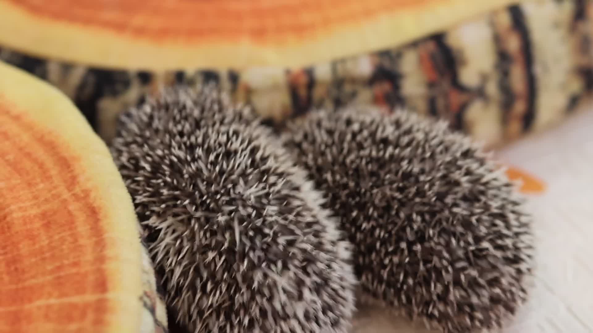 Pygmy Hedgehog rodents for sale: Three beautiful boys for sale - Video 1