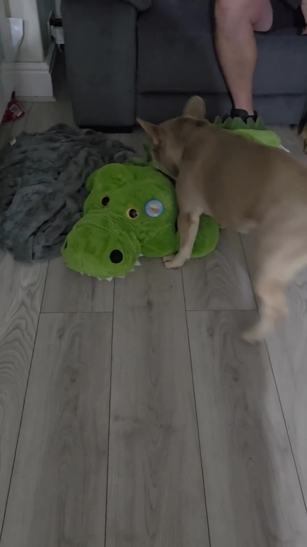 French Bulldog dogs for sale: Lilac and Tan 2YearOld Frenchie  - Video 1