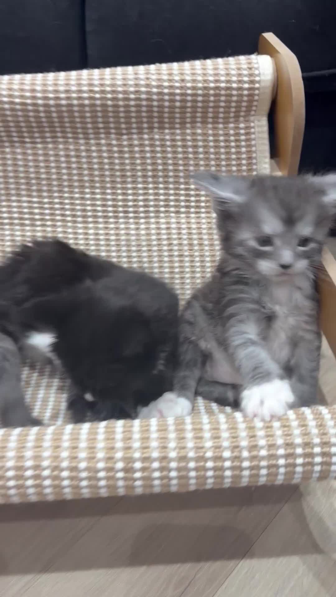 Maine Coon cats for sale: PUREBRED MAINE COON KITTENS! - Video 1