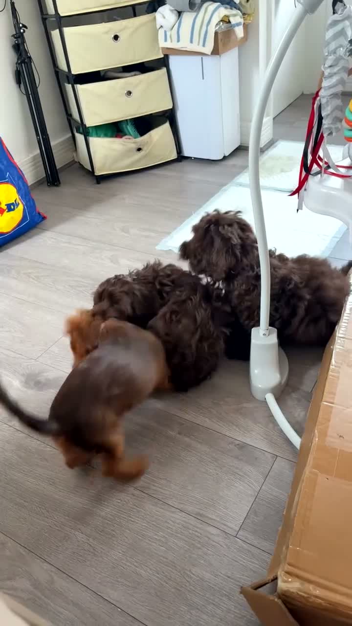 Doxiepoo dogs for sale: Lady - 6 month old puppy for sale - Video 3