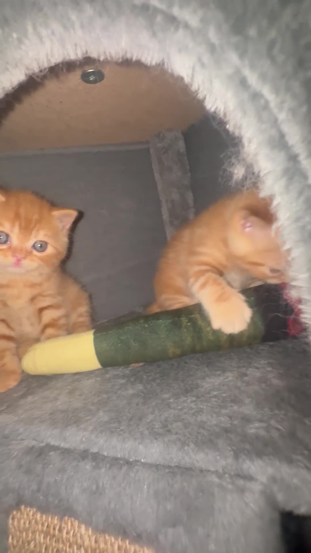 Scottish Fold cats for sale: Scottish fold kittens in Southend-on-Sea - Video 1