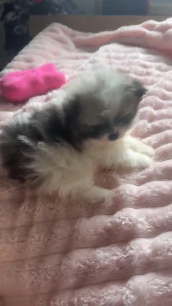 Pomeranian dogs for sale: KC registered Pomeranian Puppies for sale  - Video 4
