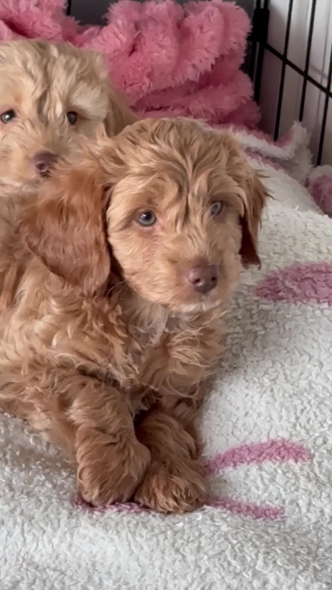 Cockapoo dogs for sale: 2 female cockapoo puppies 6 weeks - Video 1